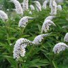 Lysimachia Clethoides Lady Jane